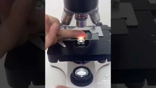 fingers under the microscope